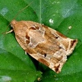 Archips Xylosteanus