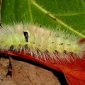 Calliteara pudibunda
