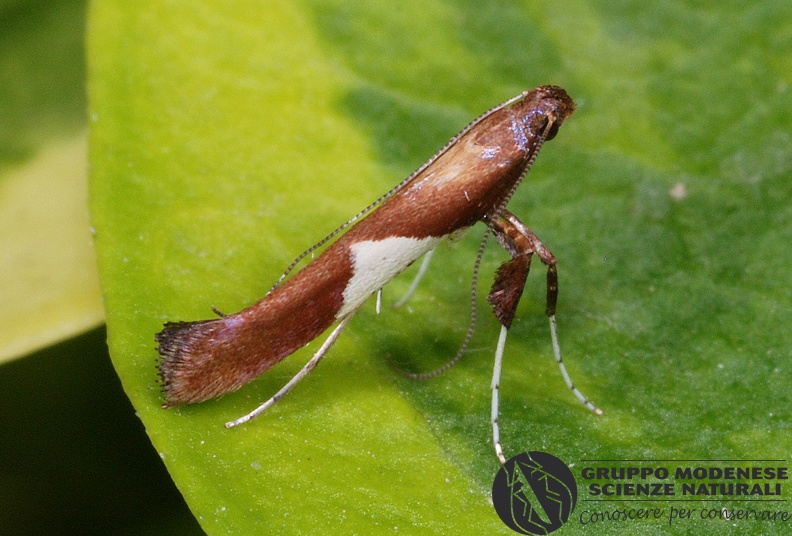 ORDINE: LEPIDOPTERA
FAMIGLIA: GRACILLARIIDAE
NOME SCIENTIFICO: Caloptilia stigmatella
DATA E LOCALITÁ: 22/06/2012 , Cisana , Toano , RE
COMMENTO: GMEDN0047.jpg