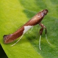 Caloptilia stigmatella
