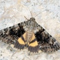 Catocala nymphagoga