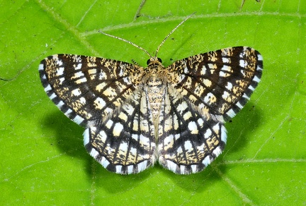 Chiasmia chlatrata -- 

ORDINE: LEPIDOPTERA

FAMIGLIA: GEOMETRIDAE

NOME SCIENTIFICO: Chiasmia chlatrata

DATA E LOCALITÁ: 21/08/2014 , Cisana , Toano , RE

COMMENTO: 