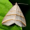 Colobochila salicalis