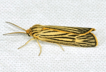 Coscinia striata -- 

ORDINE: LEPIDOPTERA

FAMIGLIA: EREBIDAE

NOME SCIENTIFICO: Coscinia striata

DATA E LOCALITÁ: 20/08/2015 , Cerredolo , Toano , RE

COMMENTO: 