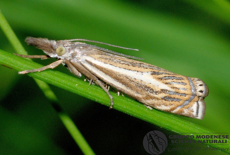 ORDINE: LEPIDOPTERA
FAMIGLIA: CRAMBIDAE
NOME SCIENTIFICO: Crambus lathoniellus
DATA E LOCALITÁ: 21/06/2012 , San Martino , Polinago , MO
COMMENTO: GMEDN0080.jpg