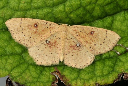 Cyclophora porata -- 

ORDINE: LEPIDOPTERA

FAMIGLIA: GEOMETRIDAE

NOME SCIENTIFICO: Cyclophora porata

DATA E LOCALITÁ: 07/08/2015 , Casa Guglio , Toano , RE

COMMENTO: 