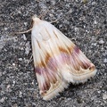 Eublemma ostrina
