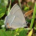 Favonius quercus