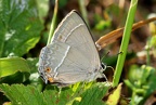 Favonius quercus