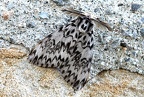 Lymantria monacha
