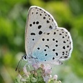 Maculinea arion