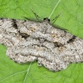 Peribatodes rhomboidaria