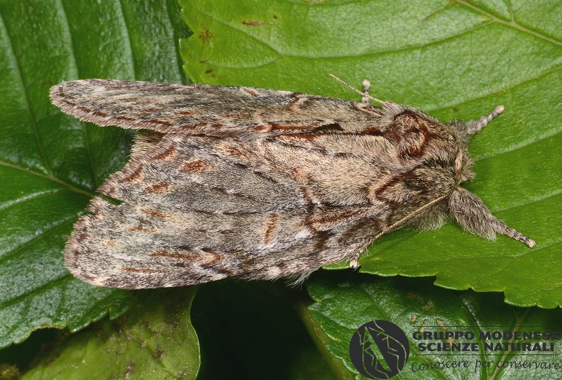 ORDINE: LEPIDOPTERA
FAMIGLIA: NOTODONTIDAE
NOME SCIENTIFICO: Peridea anceps
DATA E LOCALITÁ: 04/05/2014 , Cisana , Toano , RE
COMMENTO: GMEDN0228.jpg
