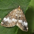 Perizoma alchemillata