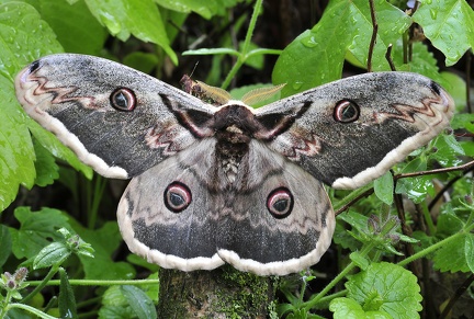 Saturnia pyri -- 

ORDINE: LEPIDOPTERA

FAMIGLIA: SATURNIIDAE

NOME SCIENTIFICO: Saturnia pyri

DATA E LOCALITÁ: 11/05/2013 , Cisana , Toano , RE

COMMENTO: 