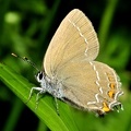 Satyrium w-album