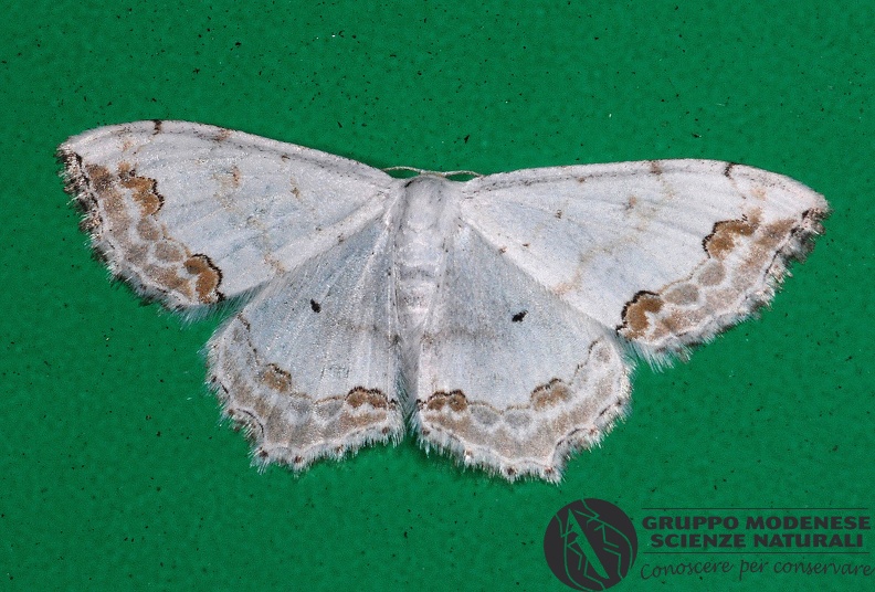 ORDINE: LEPIDOPTERA
FAMIGLIA: GEOMETRIDAE
NOME SCIENTIFICO: Scopula ornata
DATA E LOCALITÁ: 12/10/2011 , Fanano , MO
COMMENTO: GMEDN0265.jpg