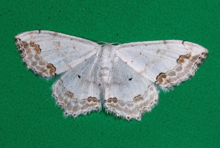 Scopula ornata -- 

ORDINE: LEPIDOPTERA

FAMIGLIA: GEOMETRIDAE

NOME SCIENTIFICO: Scopula ornata

DATA E LOCALITÁ: 12/10/2011 , Fanano , MO

COMMENTO: 