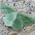 Thalera fimbrialis