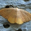 Watsonalla uncinula