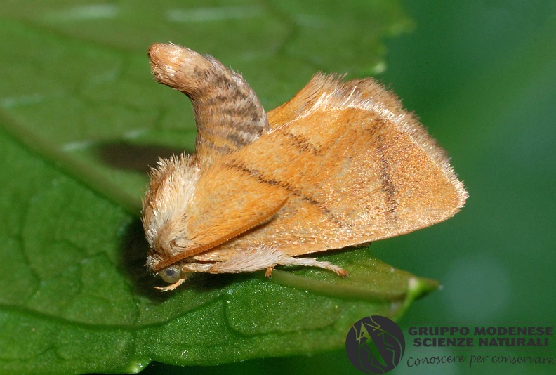 ORDINE: LEPIDOPTERA
FAMIGLIA: LIMACODIDAE
NOME SCIENTIFICO: Apoda limacodes
DATA E LOCALITÁ: 06/07/2012 , Cisana , Toano , RE
COMMENTO: GMEDN0315.jpg