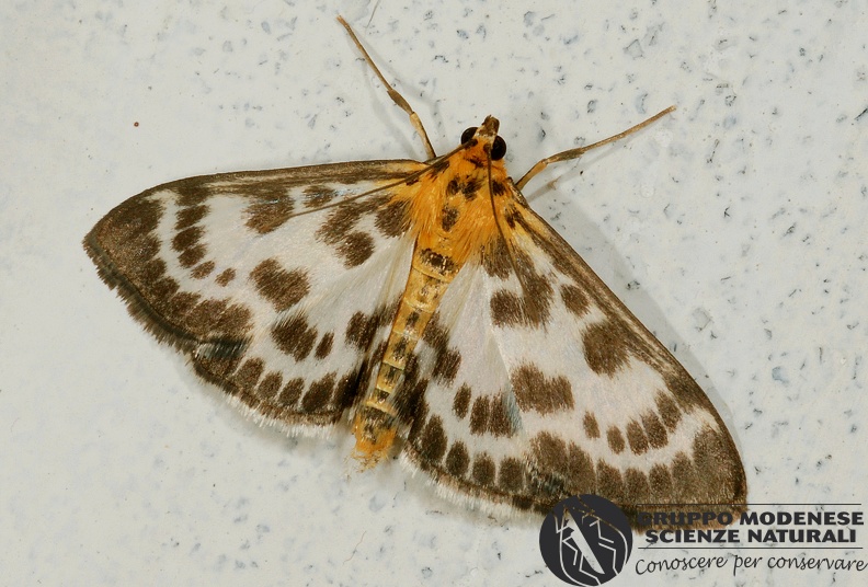 ORDINE: LEPIDOPTERA
FAMIGLIA: CRAMBIDAE
NOME SCIENTIFICO: Anania hortulata
DATA E LOCALITÁ: 30/06/2012 , Cisana , Toano , RE
COMMENTO: GMEDN0320.jpg