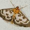 Anania hortulata