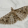 Alucita grammodactyla