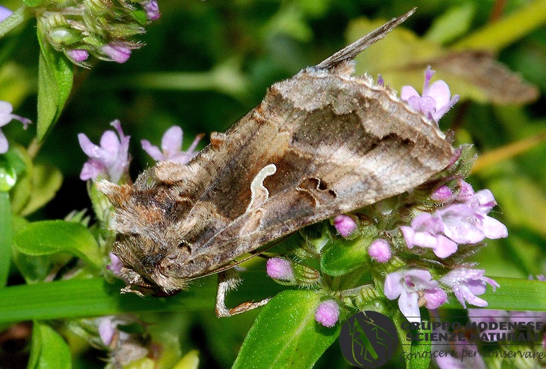 Autographa gamma
