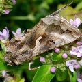 Autographa gamma