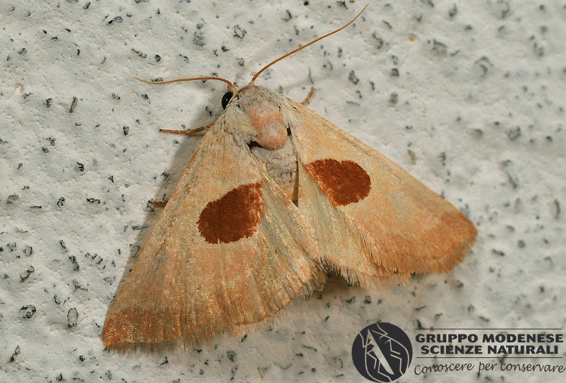 ORDINE: LEPIDOPTERA
FAMIGLIA: EREBIDAE
NOME SCIENTIFICO: Calymna communimacula
DATA E LOCALITÁ: 05/07/2011 , Cisana , Toano , RE
COMMENTO: GMEDN0048.JPG