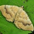 Camthogramma bilineata