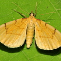 Candaritis pyraliata