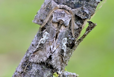 Diloba caeruleocephala -- 

ORDINE: LEPIDOPTERA

FAMIGLIA: NOCTUIDAE

NOME SCIENTIFICO: Diloba caeruleocephala

DATA E LOCALITÁ: 07/11/2013 , Cisana , Toano , RE

COMMENTO: 