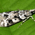 Eudonoia delunella