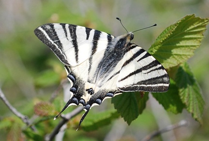 Iphiclides podalirius -- 

ORDINE: LEPIDOPTERA

FAMIGLIA: PAPILIONIDAE

NOME SCIENTIFICO: Iphiclides podalirius

DATA E LOCALITÁ: 01/05/2008 , Toano , RE_2

COMMENTO: 