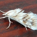 Cynaeda dentalis