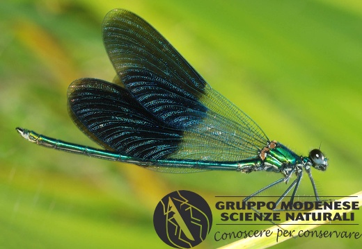 Calopteryx splendens