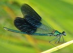 Odonata