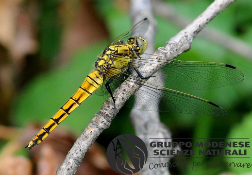 Osthetrum cancellatum