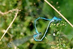 Coenangium puella
