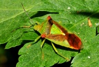 Hemiptera