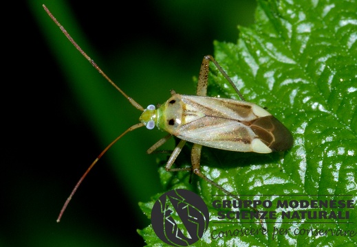 Adelphocoris lineolatus