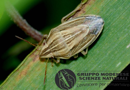 Aelia acuminata