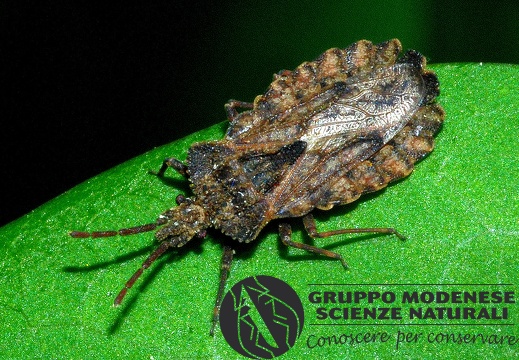 Aradus conspicuus