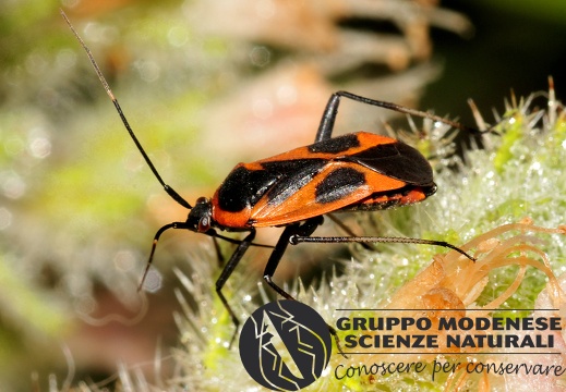 Calocoris nemotalis f. confluens