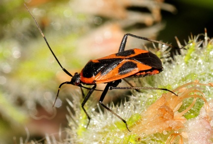 Calocoris nemotalis f. confluens -- 

ORDINE: HEMIPTERA - HETEROPTERA - Cimici, ecc.

FAMIGLIA: PENTATOMIDAE

NOME SCIENTIFICO: Calocoris nemotalis f. confluens

DATA E LOCALITÁ: 06/06/2015, Paradisia, Arcadia, Grecia

COMMENTO: 