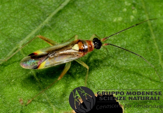 Camiloneura virgula