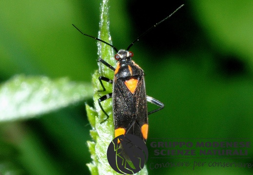 Capsodes flavomarginatus