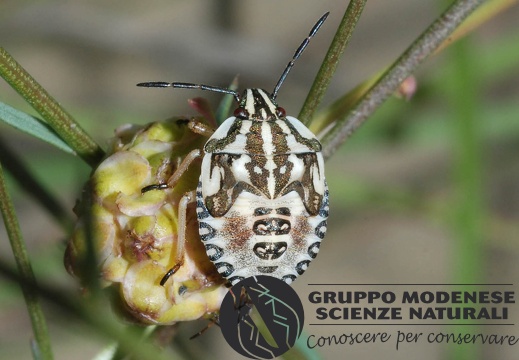 Carpocoris sp